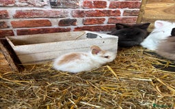 Lionhead rabbits for sale: Beautiful lion head bunnies - Image 2