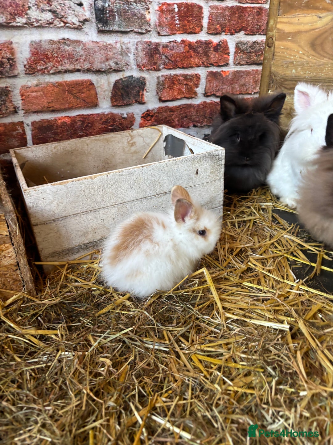 Lionhead rabbits for sale: Beautiful lion head bunnies - Image 2