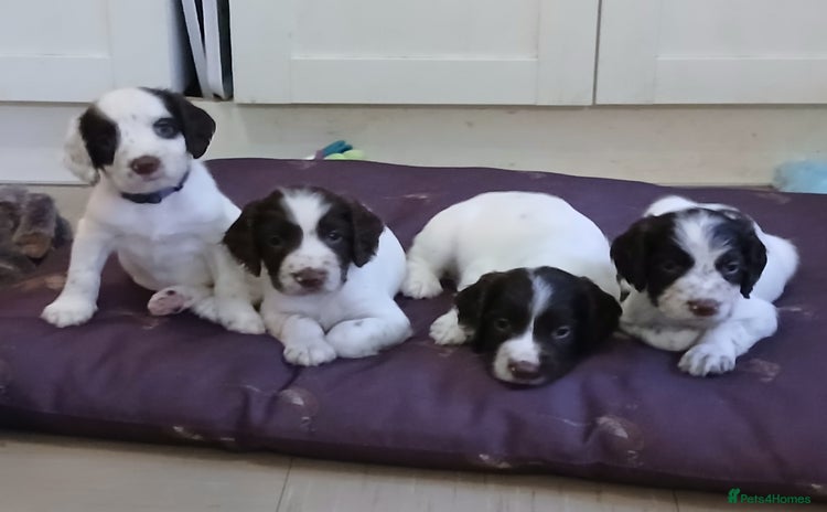 English Springer Spaniel dogs in Dorchester - Advert 3