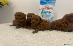 Toy Poodle dogs for sale: Kc registered,  fox red (Tiny) Toy poodles  - Image 5