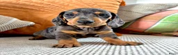 Dachshund dogs for sale: BEAUTIFUL MINI DACHSHUNDS PRA CLEAR & KC REG - Advert 17