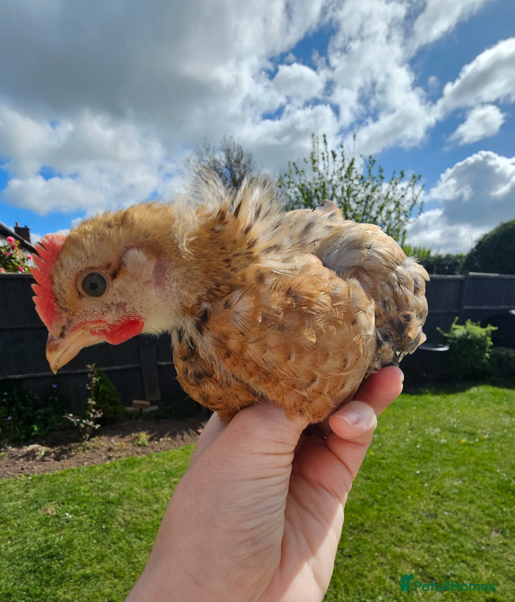 Chickens poultry 4 week old cockrels  - Advert 1