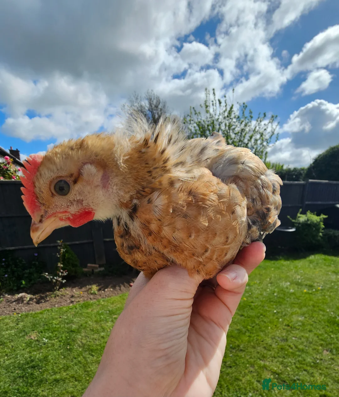 Chickens poultry for sale: 4 week old cockrels  in Ulceby - Advert 1