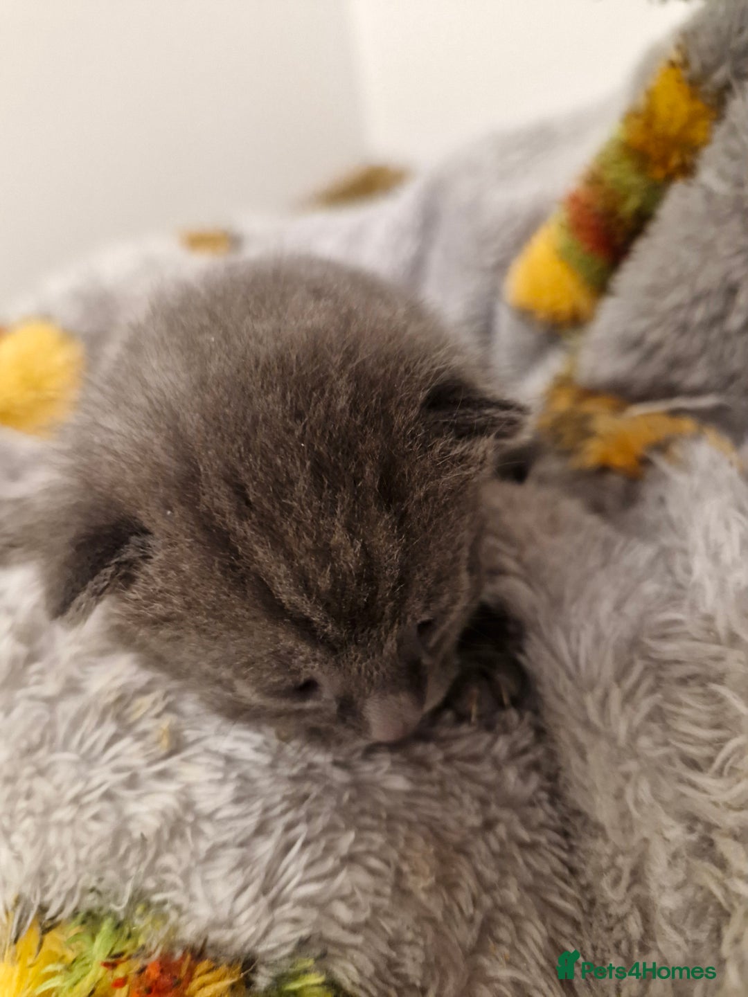 Mixed Breed cats for sale: Bengal BSH Cross Kittens - Advert 14