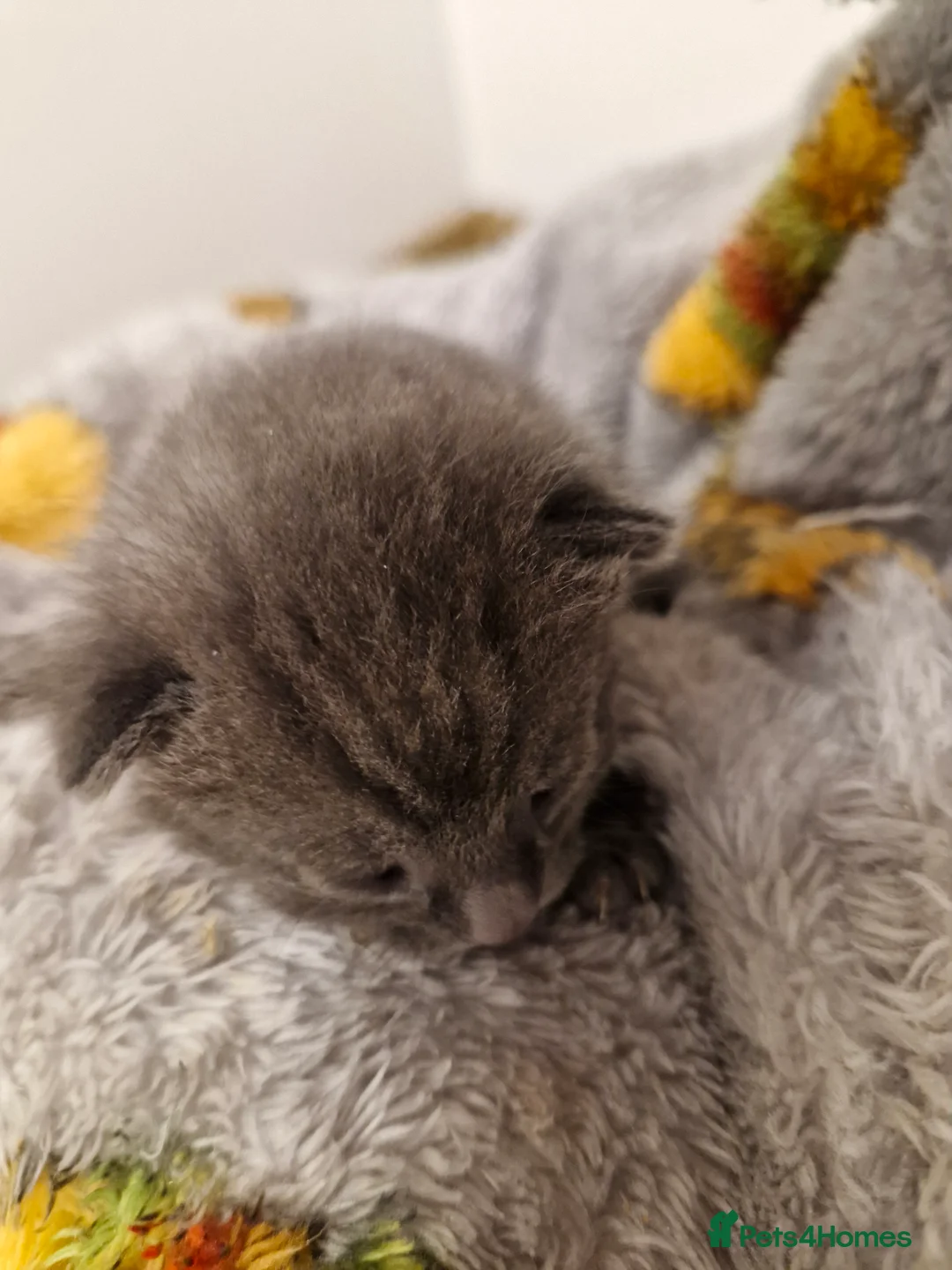 Mixed Breed cats for sale: Bengal BSH Cross Kittens - Advert 15