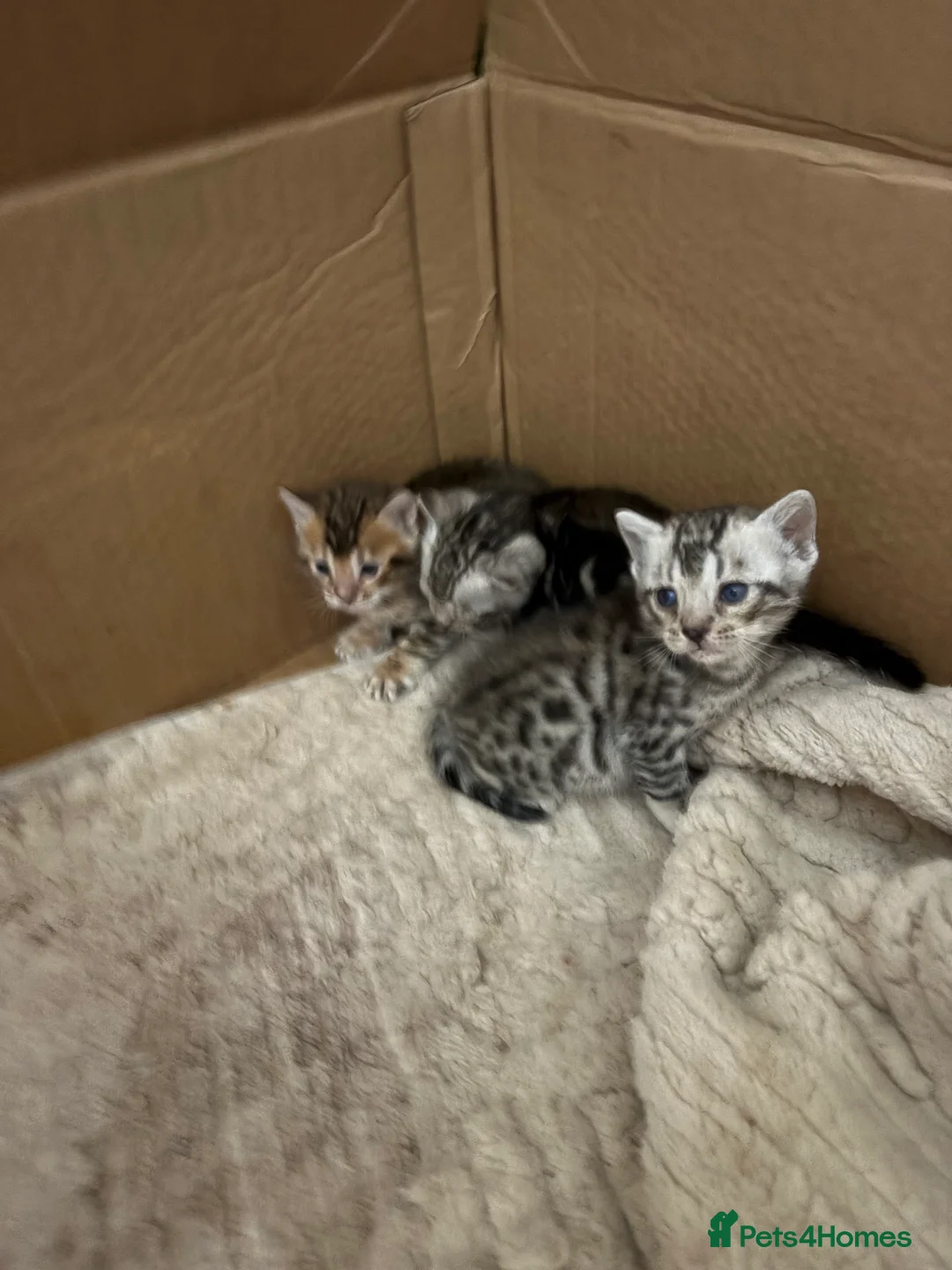 Bengal cats for sale: Silver spotted bengal kittens - Advert 4