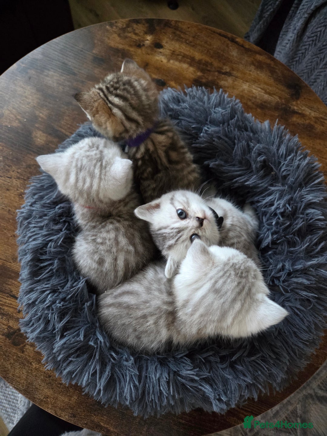British Shorthair cats for sale: Adorable 4 pure breed kittens for sale - Advert 2
