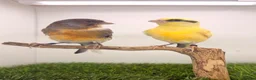 Canaries birds for sale: x3 hens canary’s fit and 2 harlequin males - Advert 4
