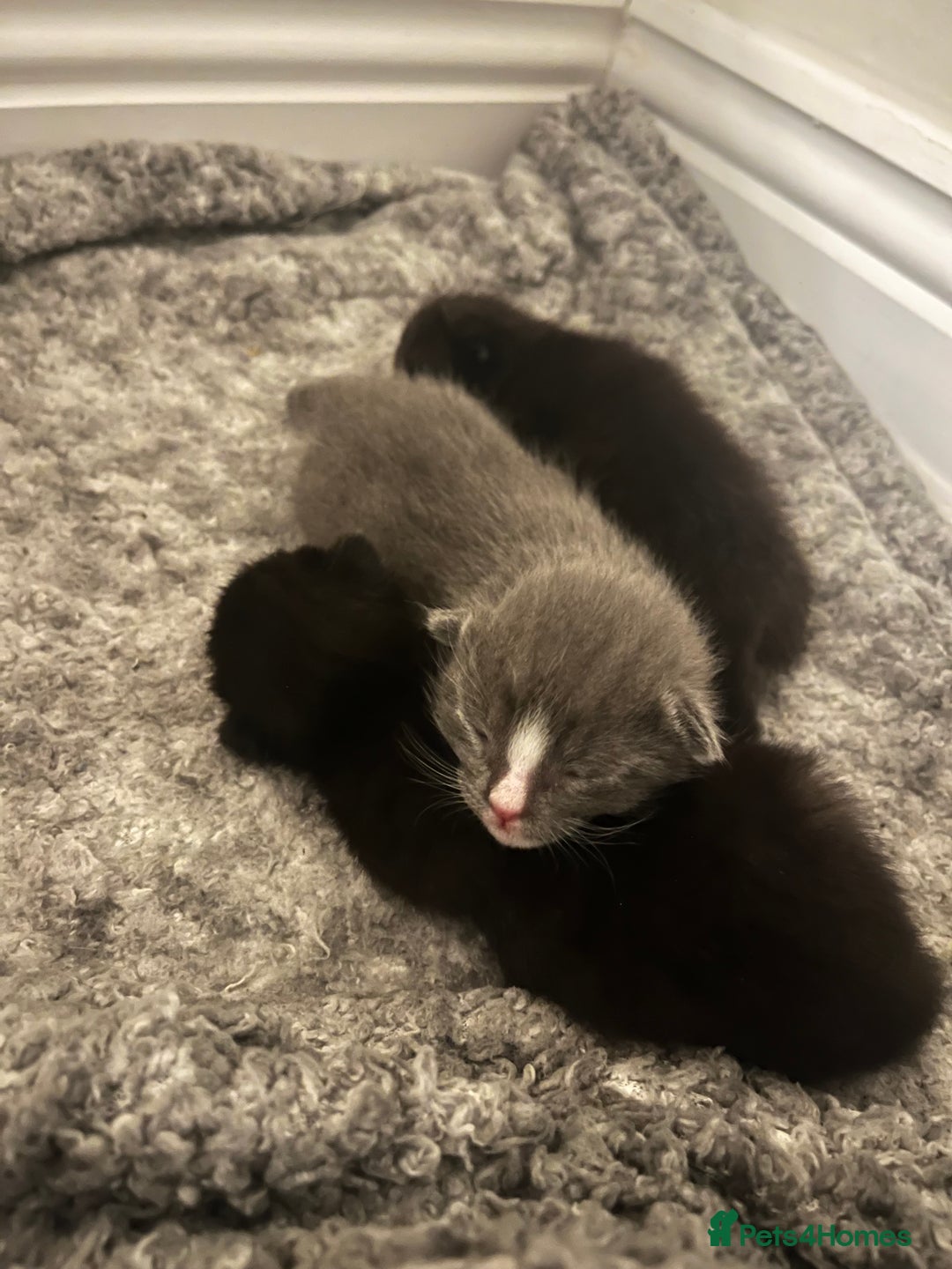Domestic Shorthair cats for sale: Three domestic shorthair for sale  - Image 12