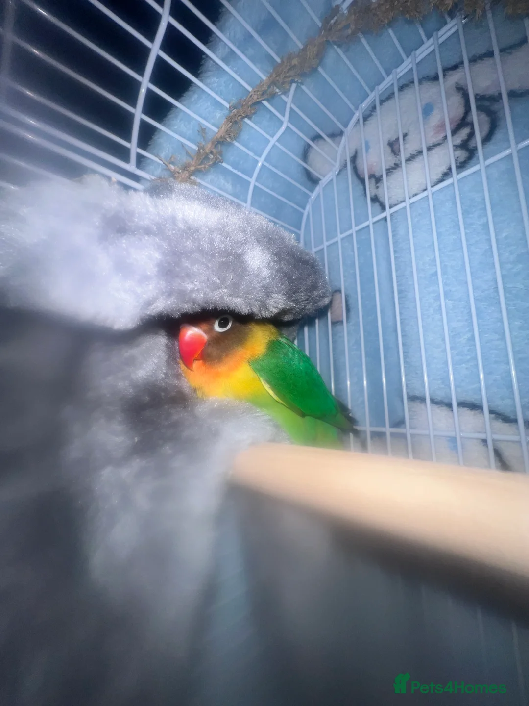 Lovebirds birds for sale: Beautiful silly tame Fischer love bird  - Advert 6