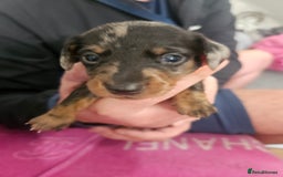 Miniature Dachshund dogs for sale: Miniature dashunds  - Image 16
