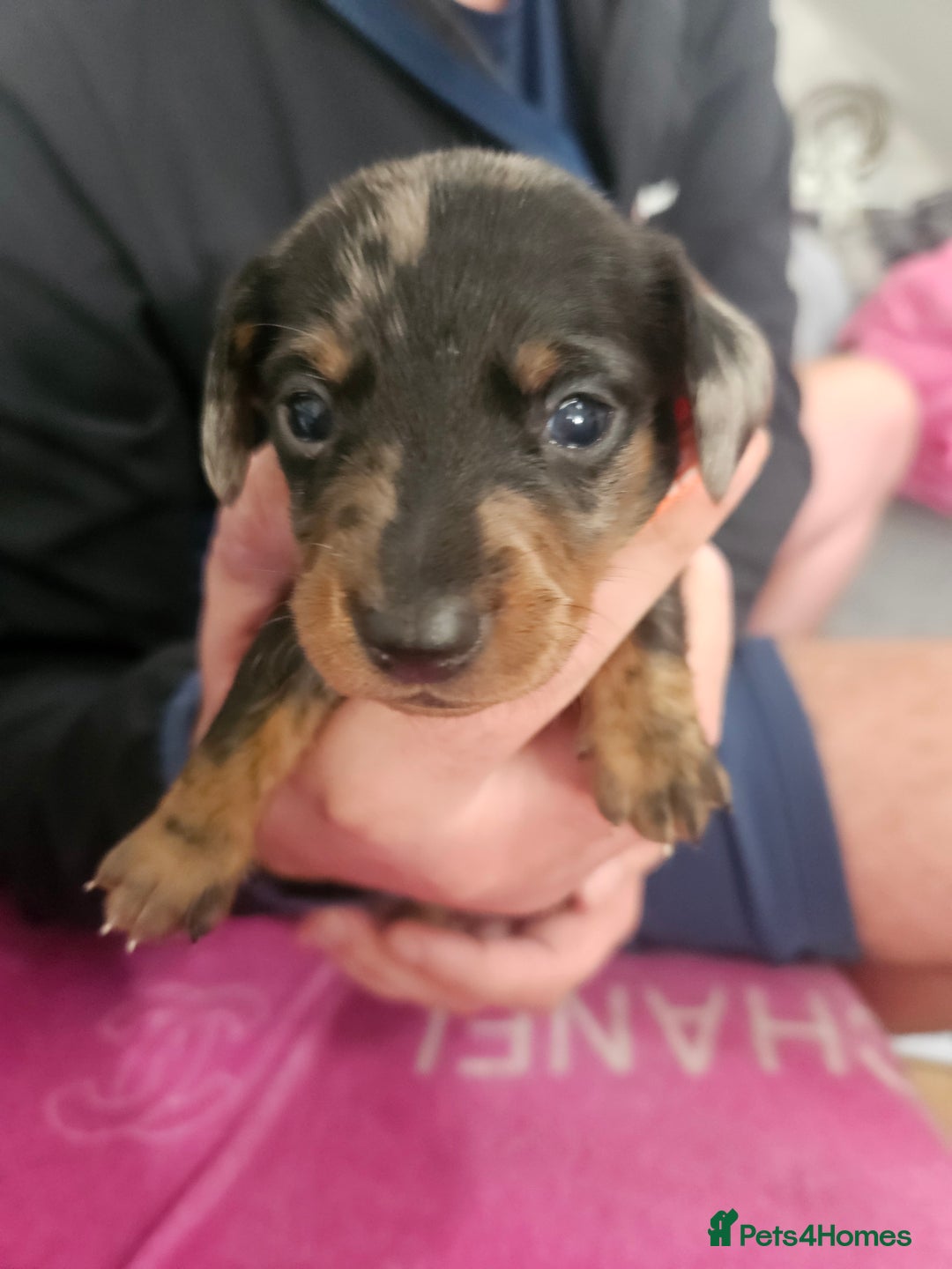 Miniature Dachshund dogs for sale: Miniature dashunds  - Image 16