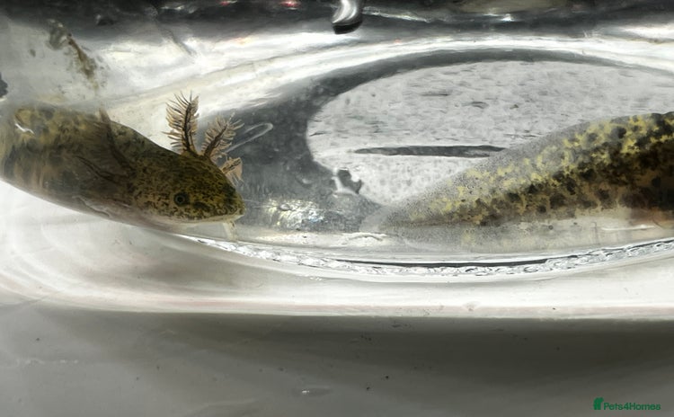 Axolotl reptiles - Advert 3