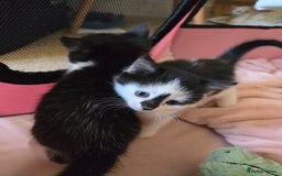 Mixed Breed cats for sale: Black and white girls  - Advert 4