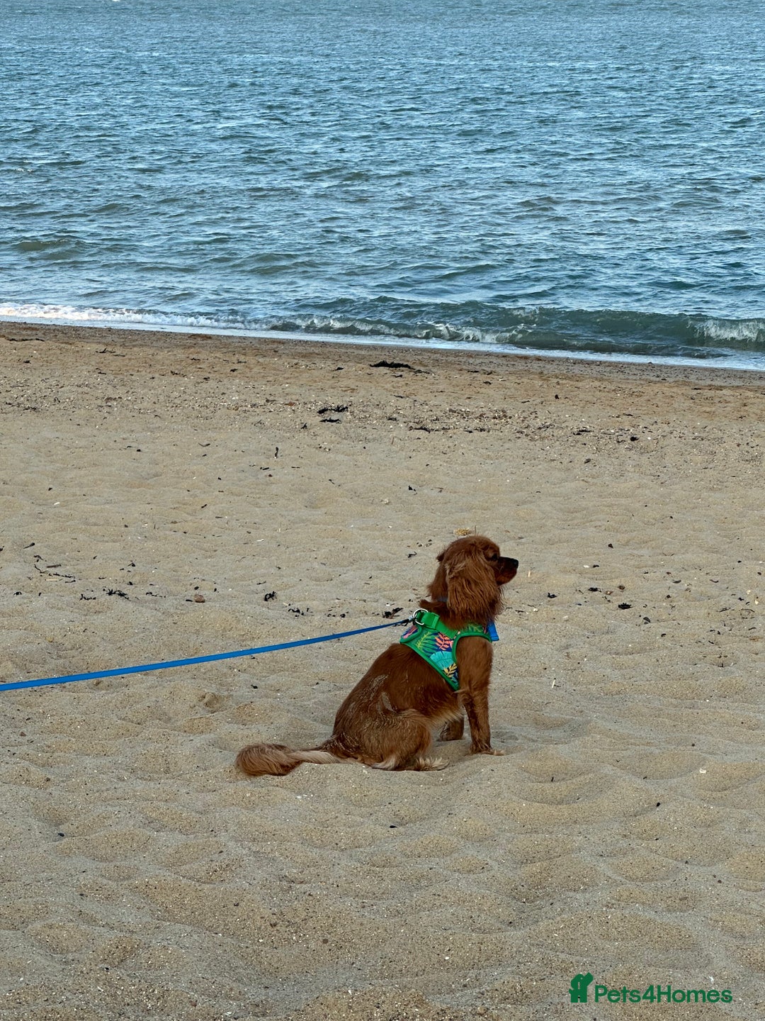 Cavalier King Charles Spaniel dogs for sale: Cavalier King Charles spaniel - Image 5
