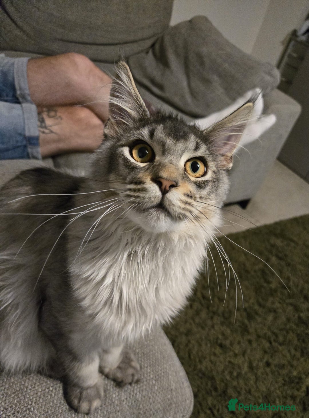 Maine Coon cats for sale: Maine Coon - Advert 4