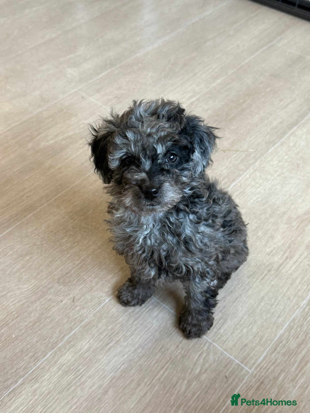 Labradoodle dogs for sale: READY NOW🧸Micro Miniature Teddybear Labradoodles  - Advert 2