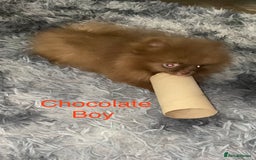 Pomeranian dogs for sale: 3 outstanding Pomeranian puppies  - Image 3