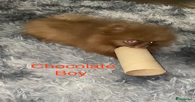 Pomeranian dogs - Advert 1