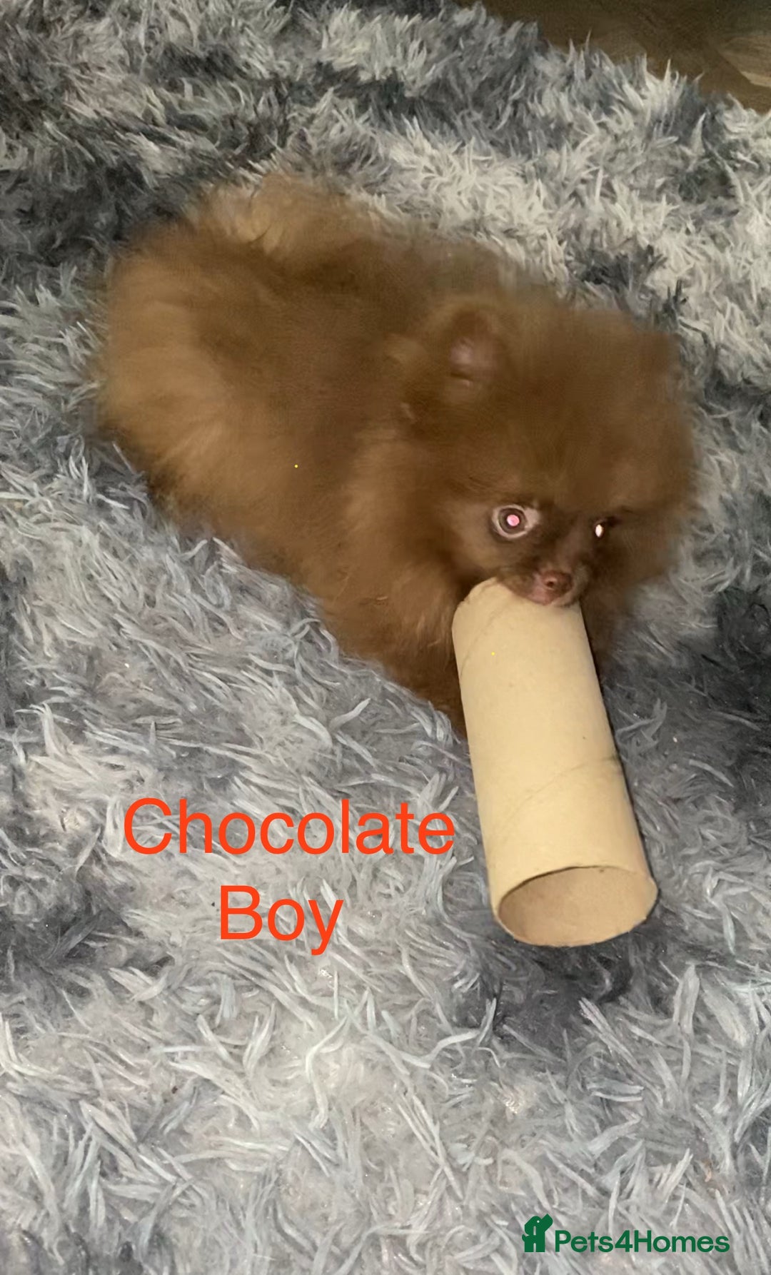 Pomeranian dogs for sale: 3 outstanding Pomeranian puppies  - Image 3