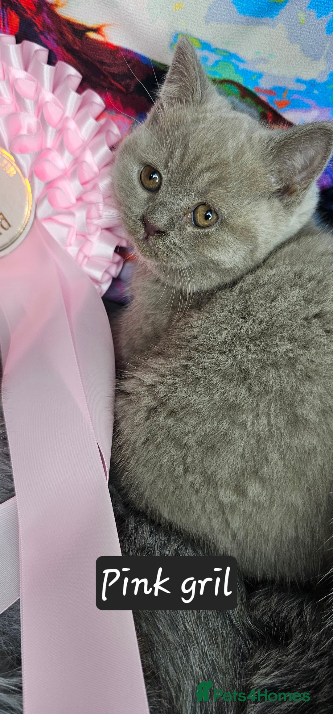 British Shorthair cats for sale: British short hair kittens - Advert 15
