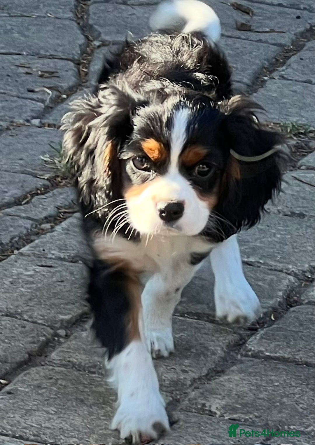 Cavalier King Charles Spaniel dogs for sale: KC King Charles Cavalier Puppies for sale  - Advert 27