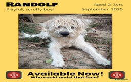 Mixed Breed dogs for adoption: Randolph, 2 - 3 yrs. Available for adoption. - Image 1