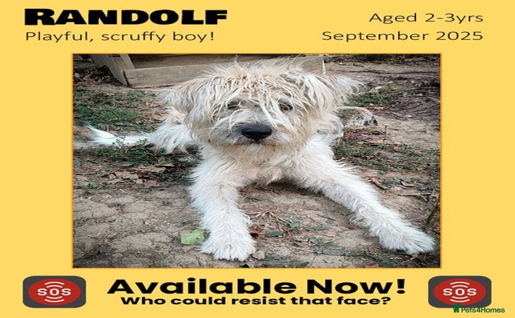 Mixed Breed dogs Randolph, 2 - 3 yrs. RESERVED STC . - Advert 20