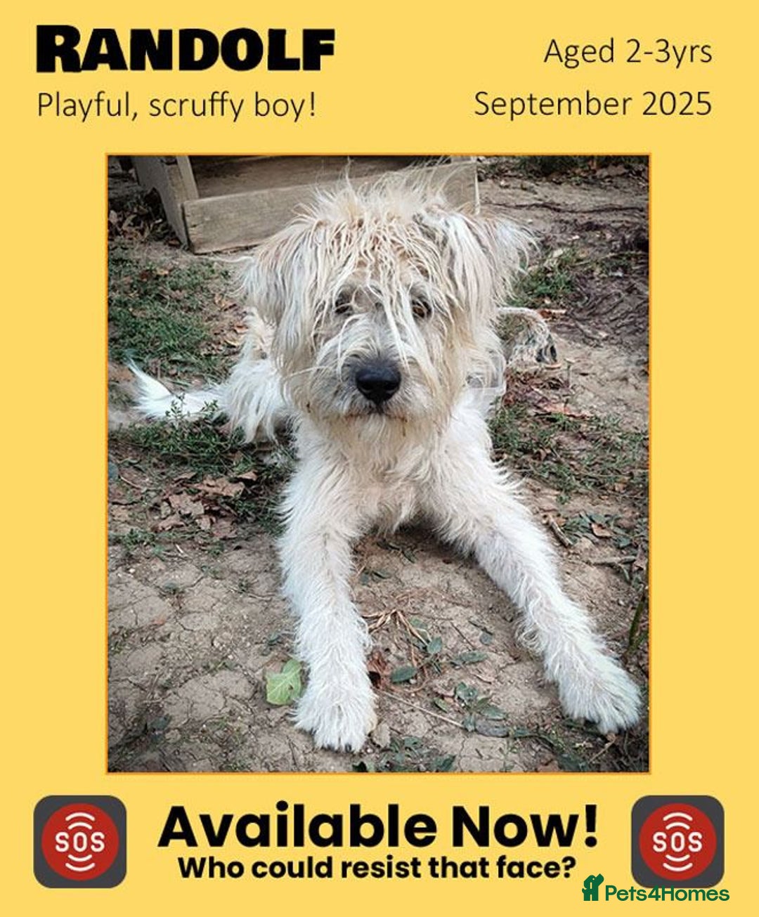 Mixed Breed dogs for adoption: Randolph, 2 - 3 yrs. Available for adoption. - Image 1