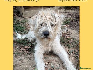 Mixed Breed dogs - Advert 8