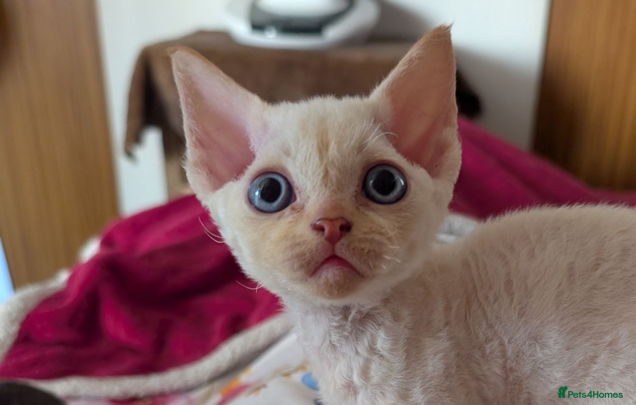 Devon Rex cats Crazy little gremlins!  - Advert 4