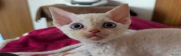 Devon Rex cats for sale: Crazy little gremlins!  in Bristol - Advert 1