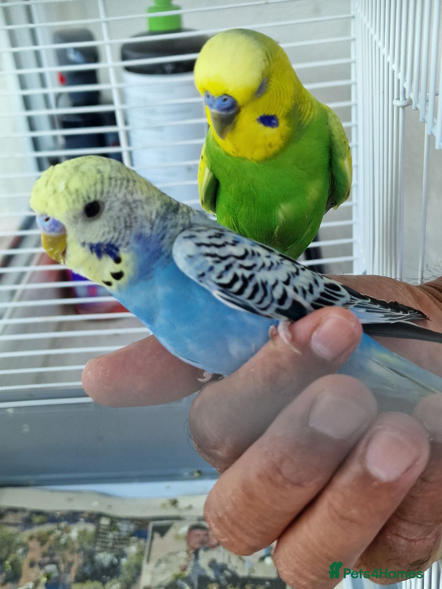 Budgerigars birds Super silly hand tamed baby budgies  - Advert 6