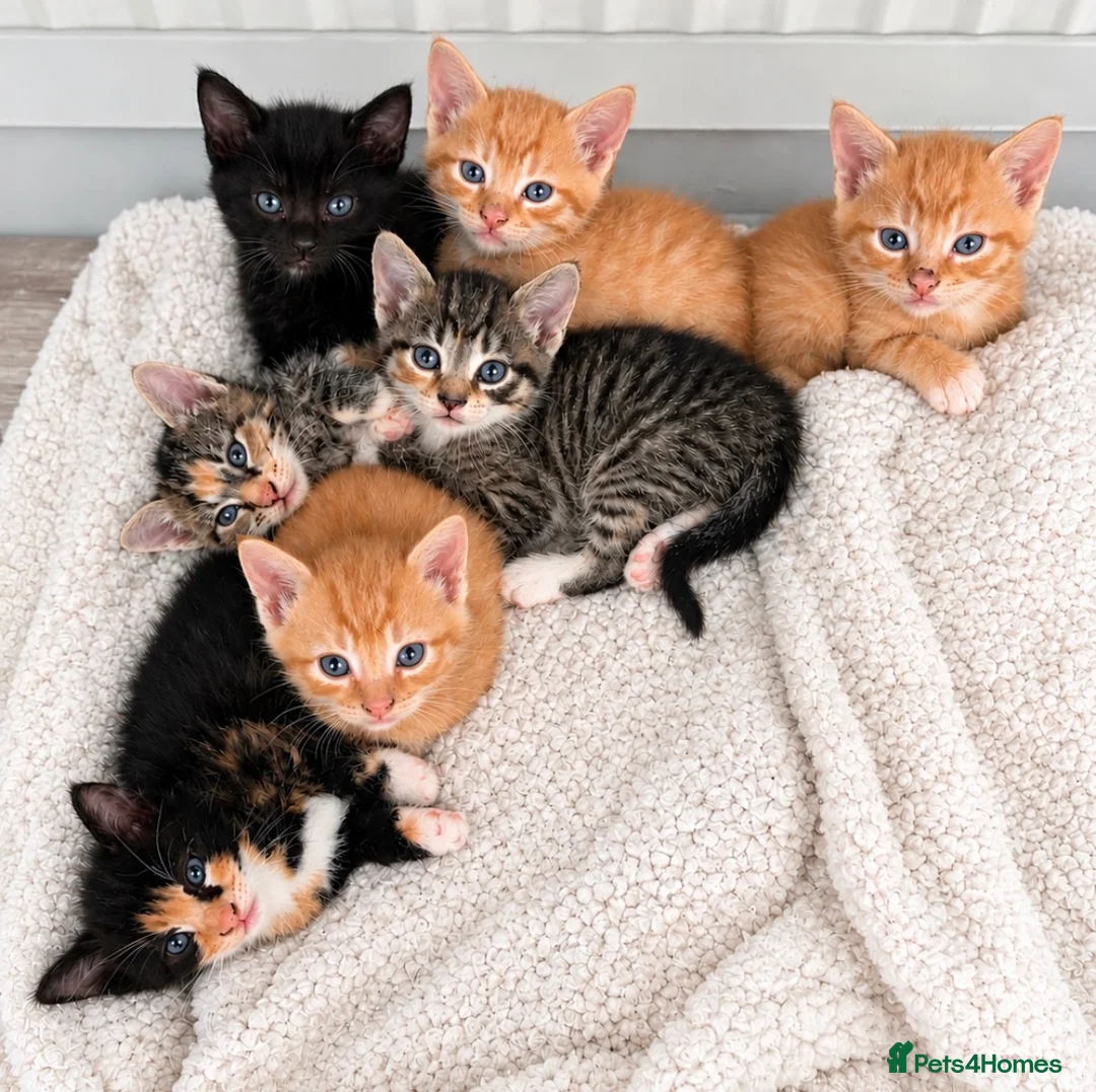 Mixed Breed cats for sale: Kittens 1/2 Maine coon - Advert 1