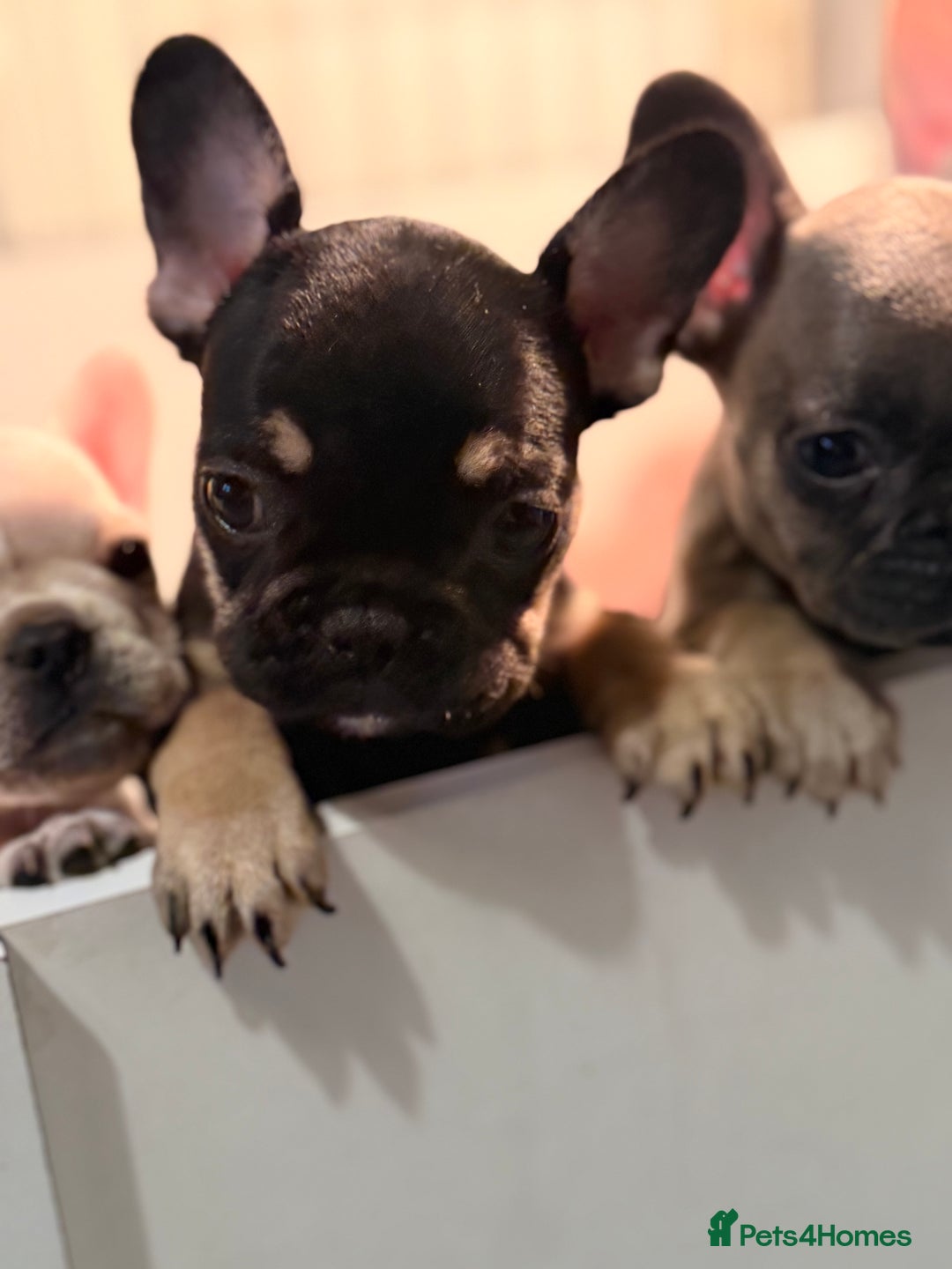 French Bulldog dogs for sale: Super Special KC Registered French Bulldog Puppies - Advert 6