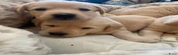 Labrador Retriever dogs for sale: Gorgeous Fox red Labrador puppies for sale ✨✨ in Pencader - Advert 4