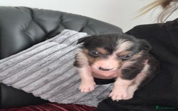 Border Collie dogs for sale: Boarder collie puppies  - Image 10