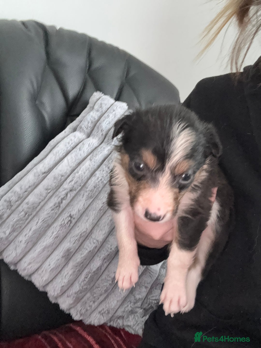 Border Collie dogs for sale: Boarder collie puppies  - Image 10