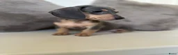 Miniature Dachshund dogs for sale: KC Dapple, Blue & Cream Miniature Dachshunds  in York - Advert 9