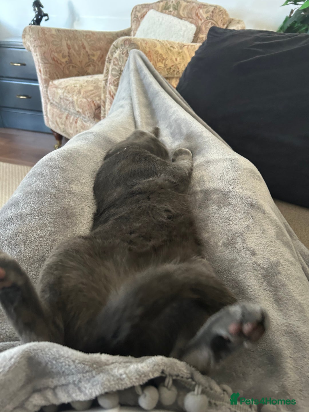 British Shorthair cats for sale: British  shorthair  - Image 5