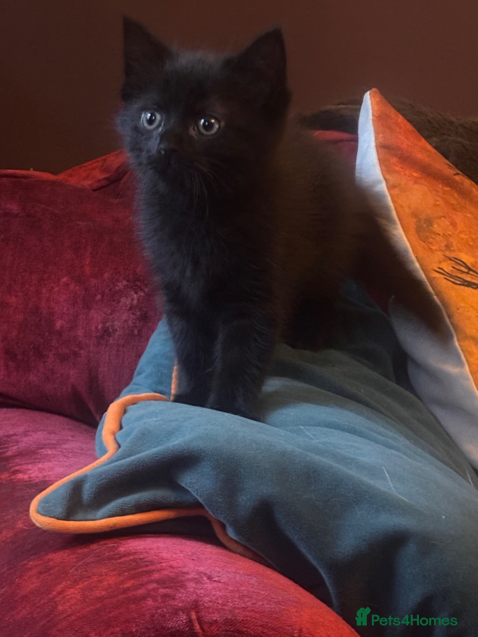 Mixed Breed cats Mixed breed female kittens ready now - Advert 15