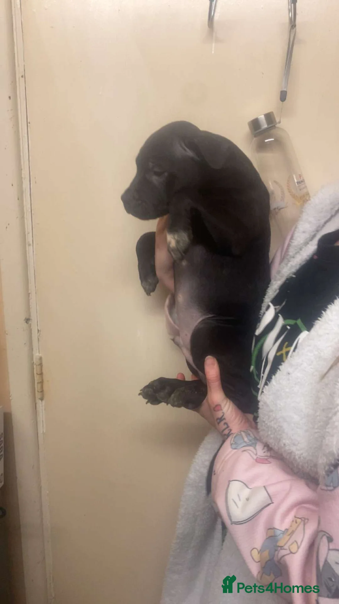 Staffordshire Bull Terrier dogs for sale: Beautiful Staffies pups  - Advert 11