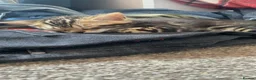 Bengal cats for sale: Gorgeous Marble Bengal Kittens - Ready Now - Advert 8