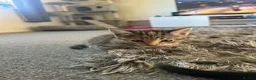 Mixed Breed cats for sale: 3 kittens for sale. in Newton Abbot - Advert 4