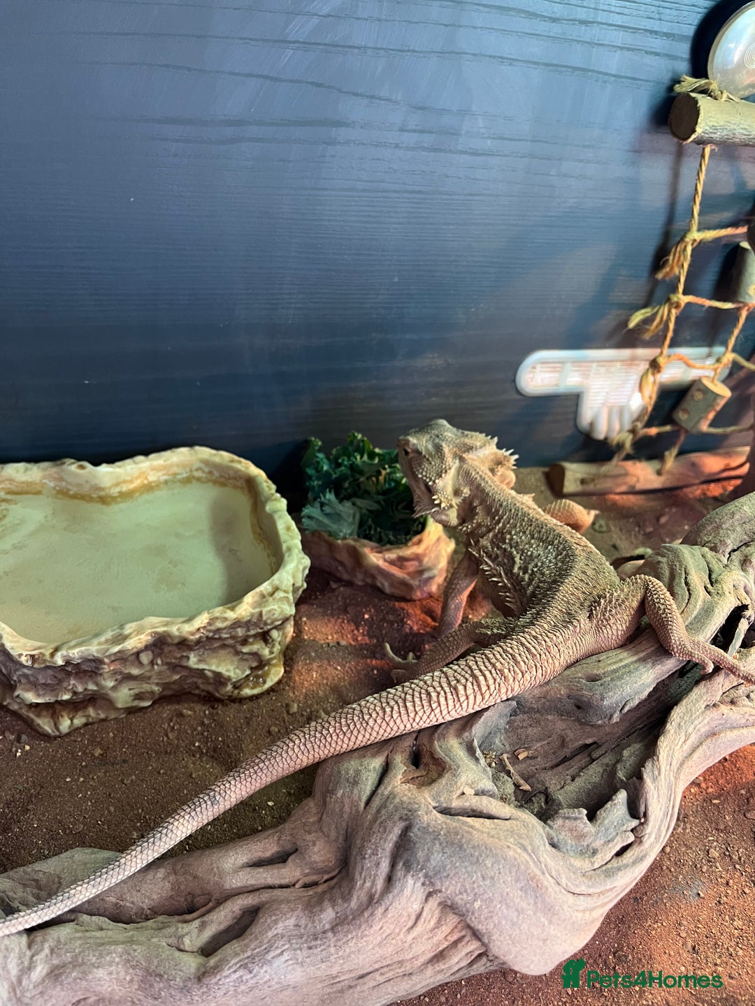 Bearded Dragon reptiles for sale: Vivarium tank set up  - Image 6
