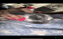 French Lop rabbits for sale: Giant French lop rabbits  - Image 19