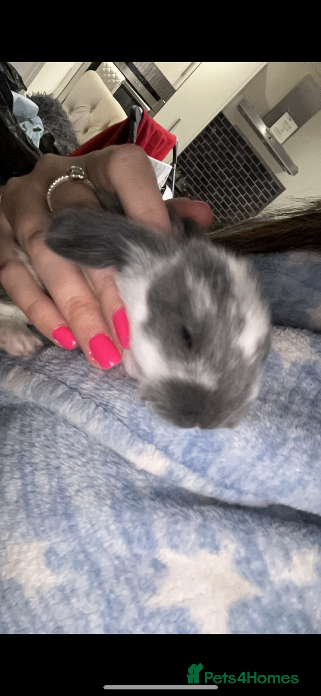 French Lop rabbits for sale: Giant French lop rabbits  - Image 19