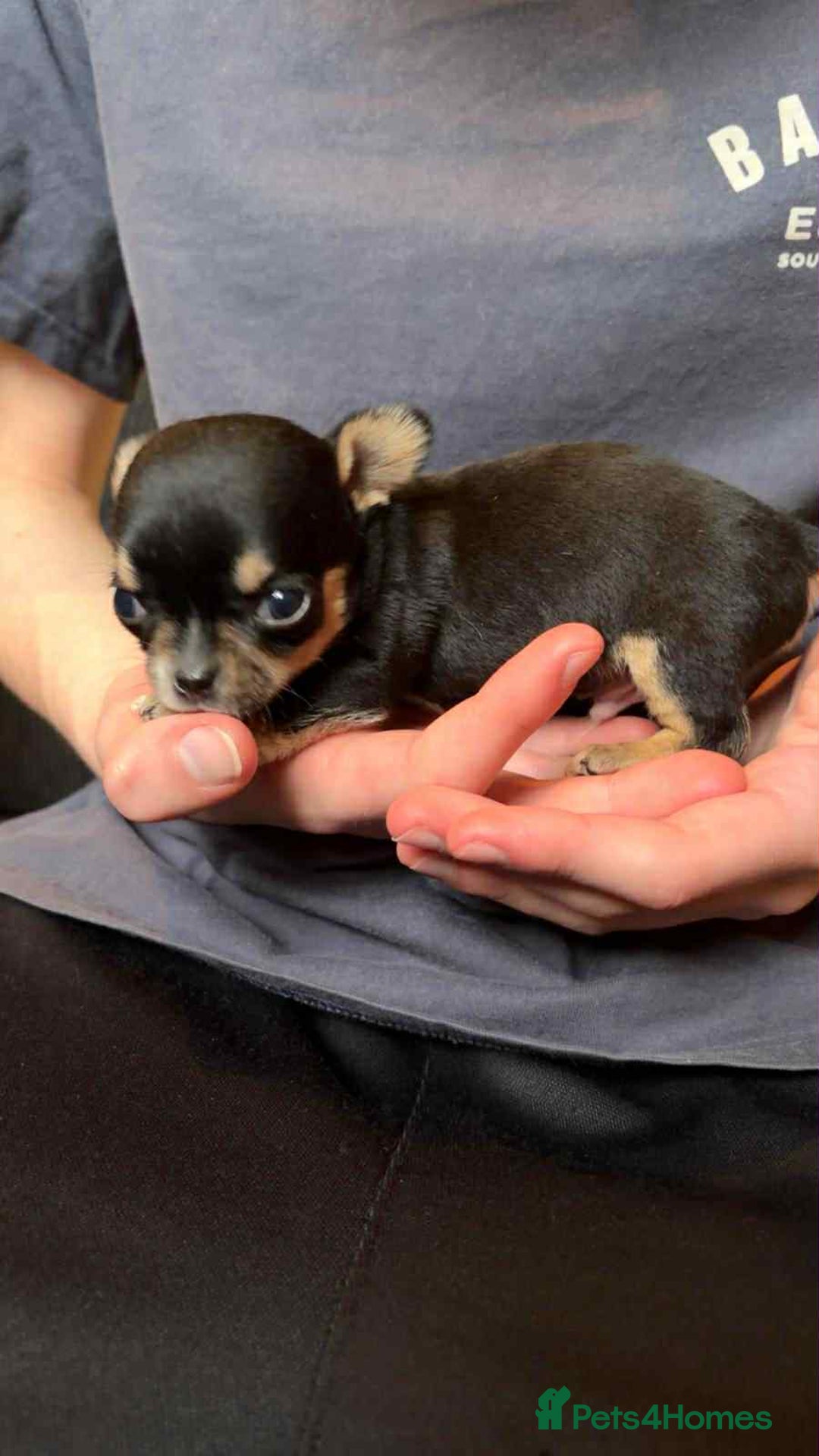 Chihuahua dogs for sale: Chihuahua pups. - Advert 6