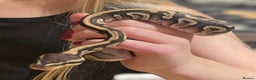 Python Snake reptiles for sale: Male Royal Python - Advert 4