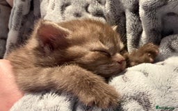 British Shorthair cats for sale: British Shorthhair Kittens  - Image 3